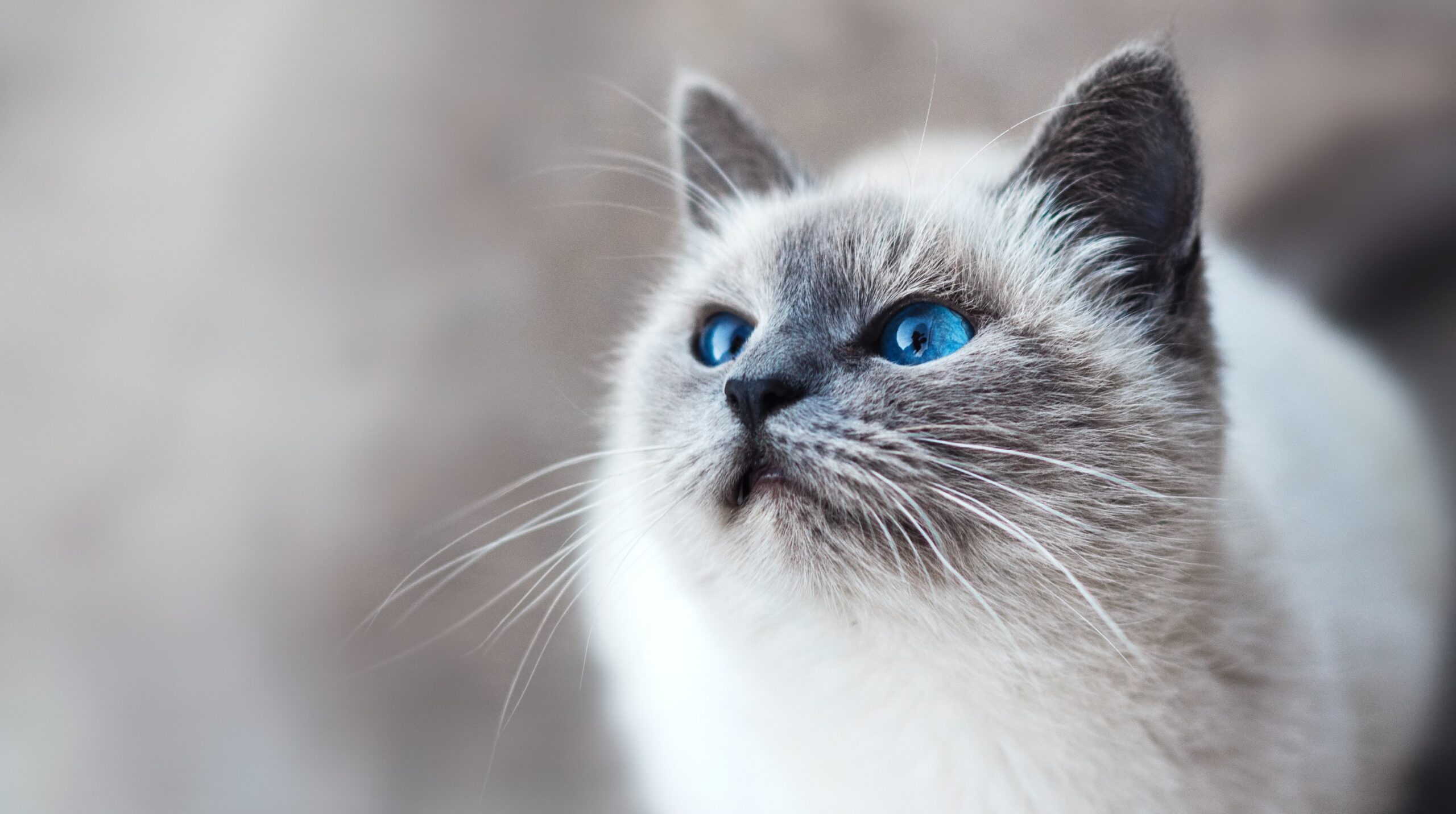 senior cat homepage